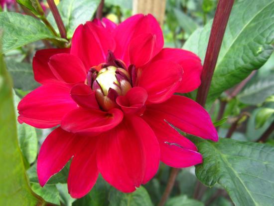 Latvian University Botanical Garden